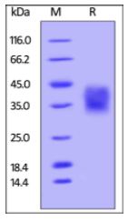 Unconjugated Human CD47, His,Avitag on SDS-PAGE under reducing (R) condition. The gel was stained overnight with Coomassie Blue. The purity of the protein is greater than 95%.